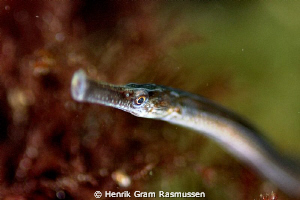 Nordic Pipefish by Henrik Gram Rasmussen 